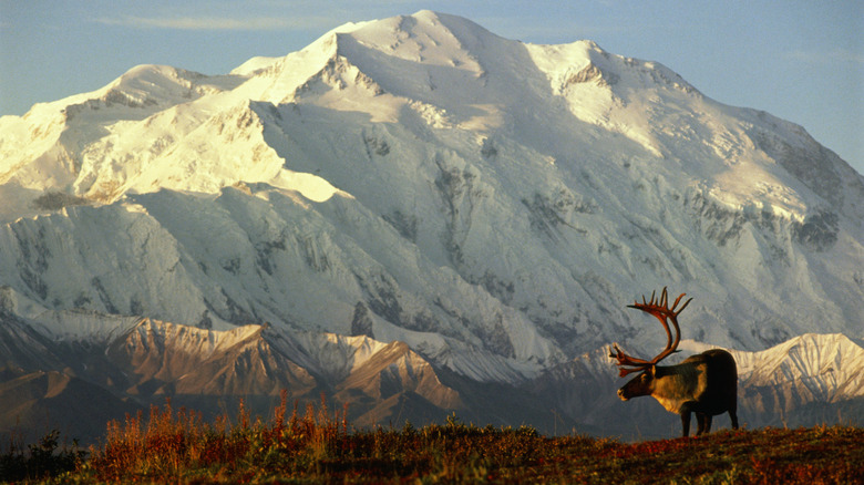 Reindeer in the wilderness