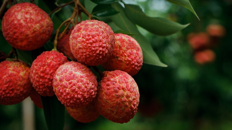 Lychee hanging from plant