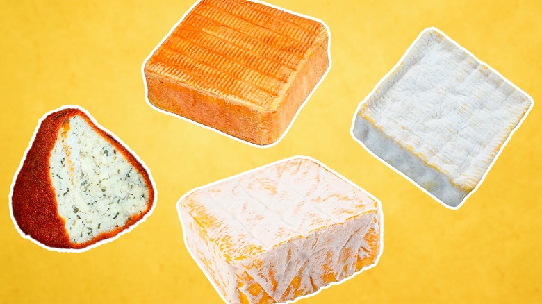 Four pungent cheeses against a yellow background