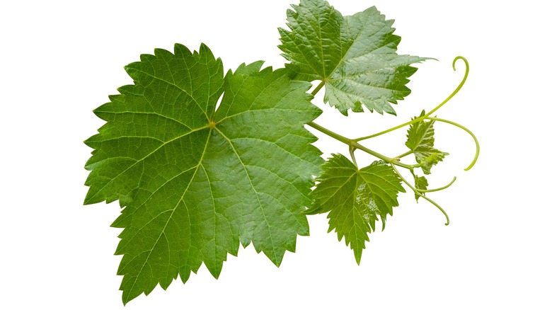 Grape leaves