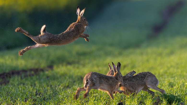 Rabbits iin a field