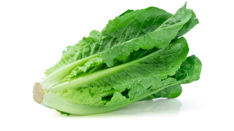 head of romaine lettuce