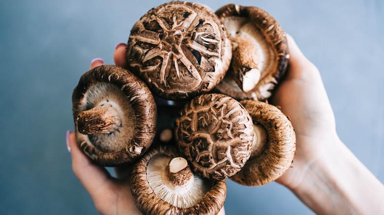 Hands holding shiitake mushrooms