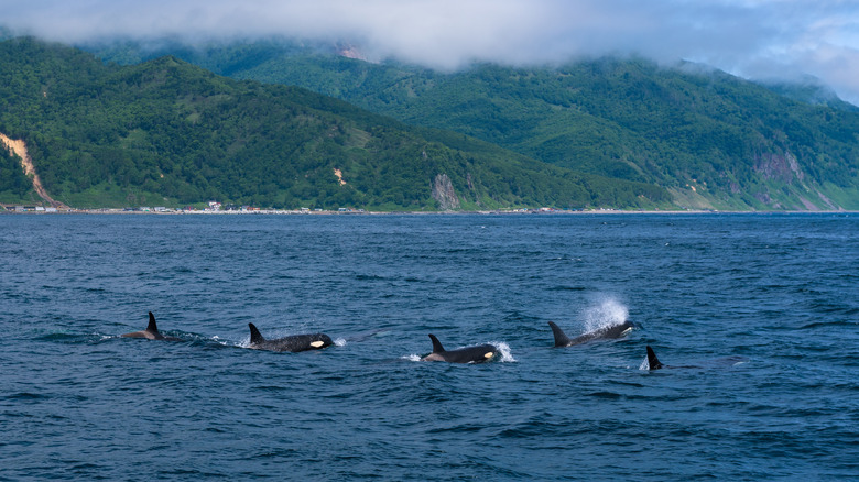 whales in Hokkaido Japan