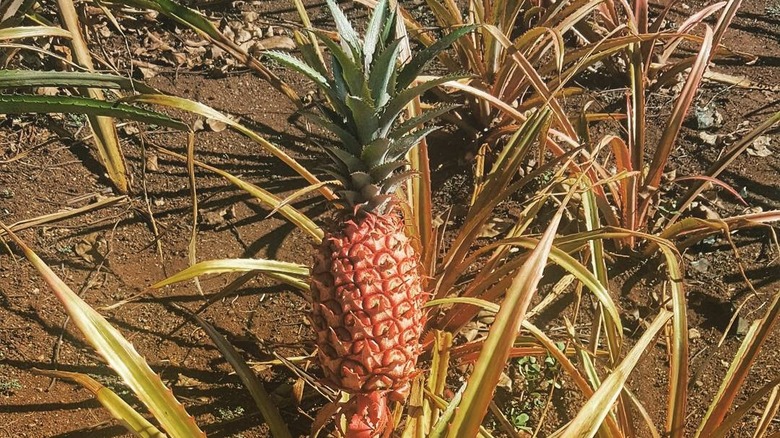 Pernambuco pineapple growing