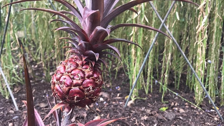 Spanish Red pineapple growing