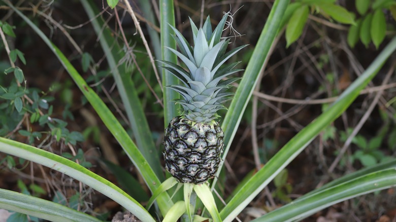 Sugarloaf pineapple growing