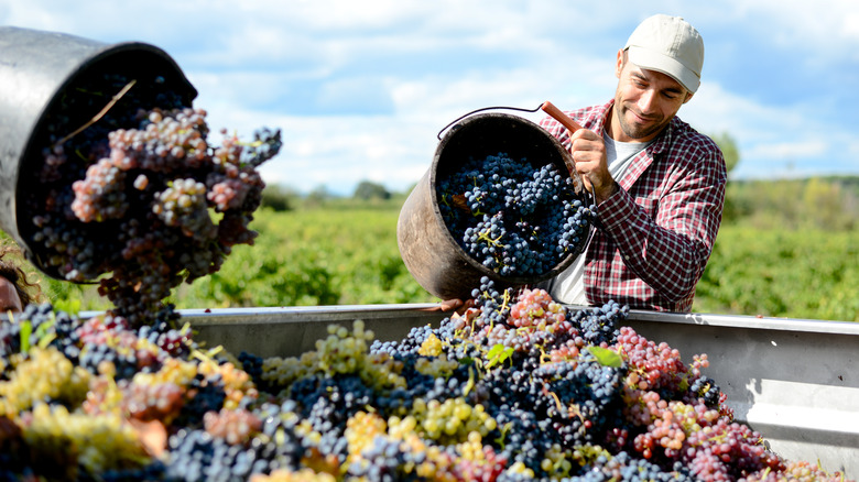 Man filling truck with grapes