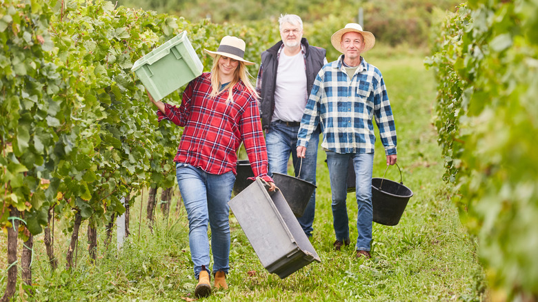 Three vineyard workers