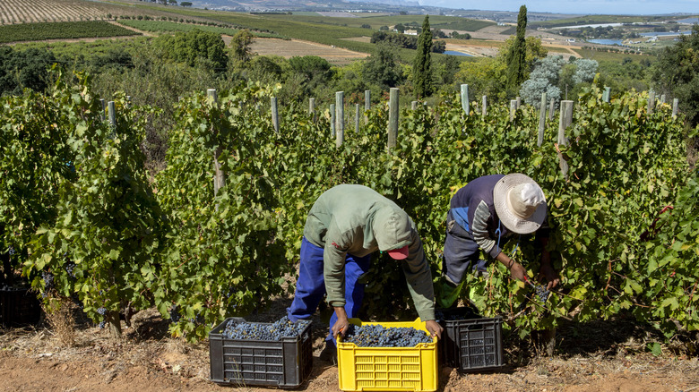 Two men harvesting grapes