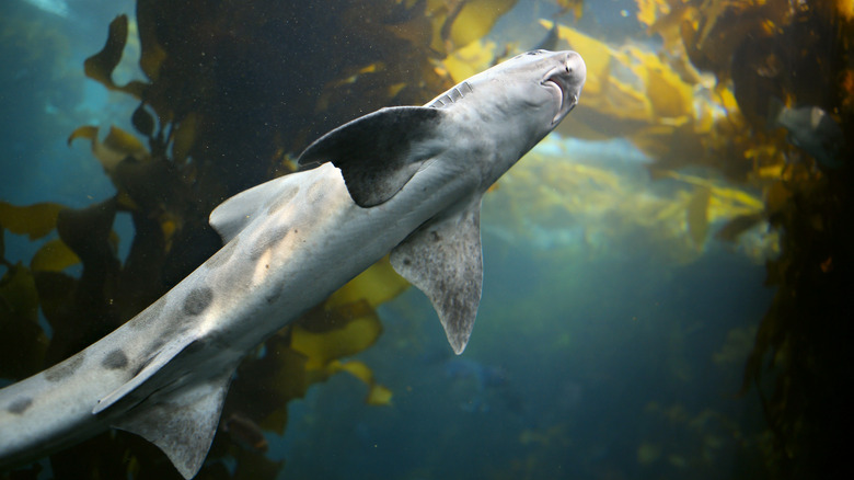 Shark swimming in kelp forrest