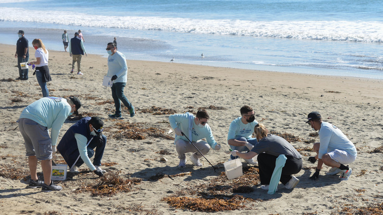 Volunteers gathering kelp in California 