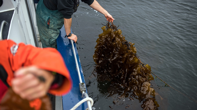 Grown kelp line in Canada