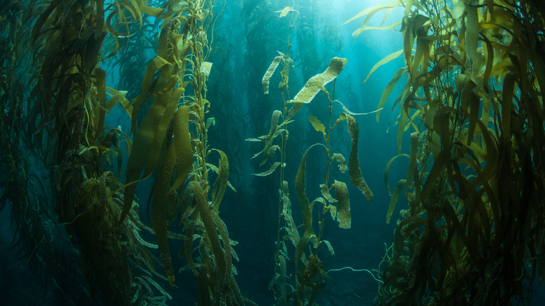 Long kelp forest in California