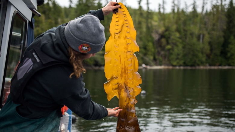 Biologist inspecting kelp line