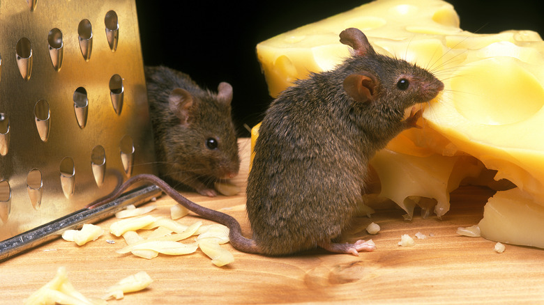 Two mice with grated cheese