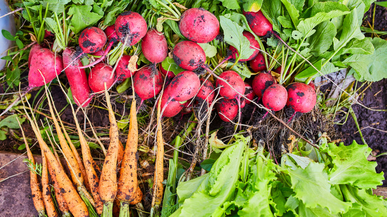 Unwashed radishes, carrots and lettuce