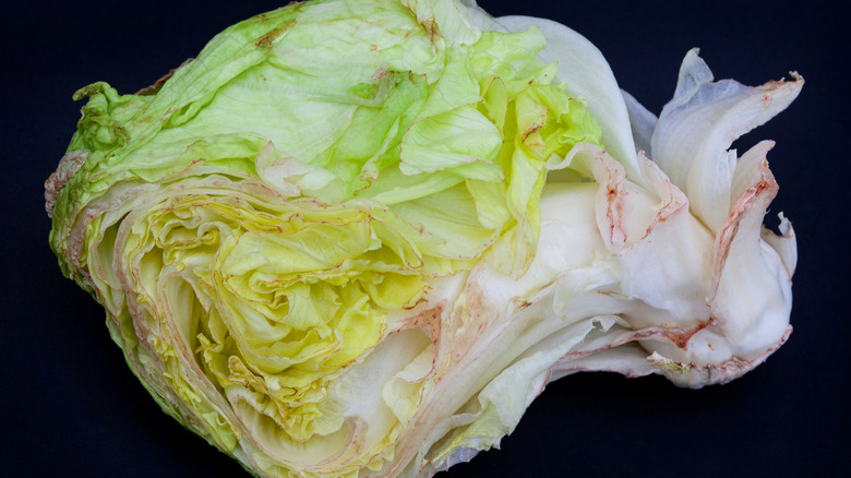 Closeup of a wilted and old head of lettuce