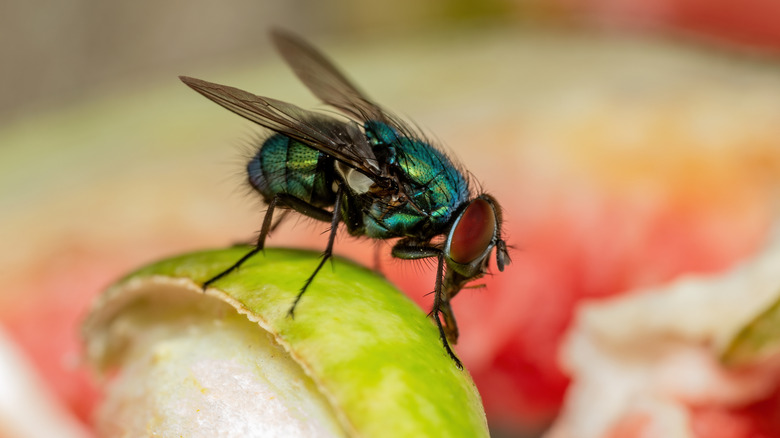 A closeup of a fly on a fruit