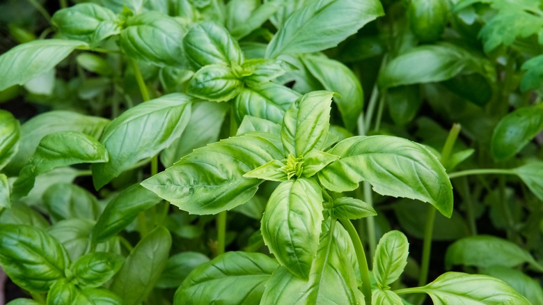 Basil plants