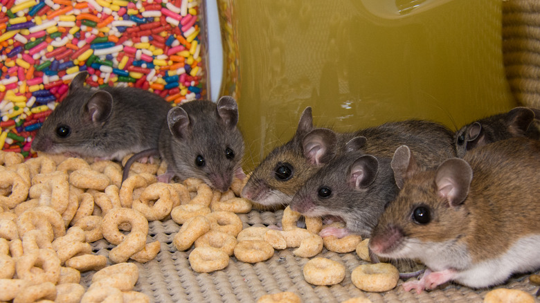 Mice in pantry with cereal