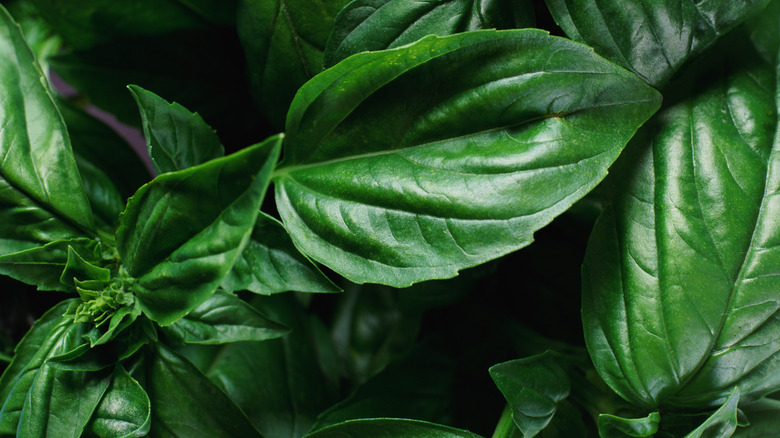 Fresh basil leaves