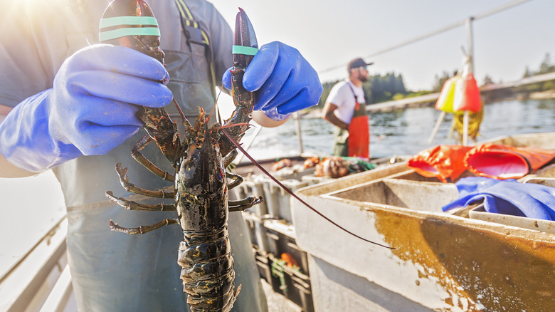 Person holding lobster on boat