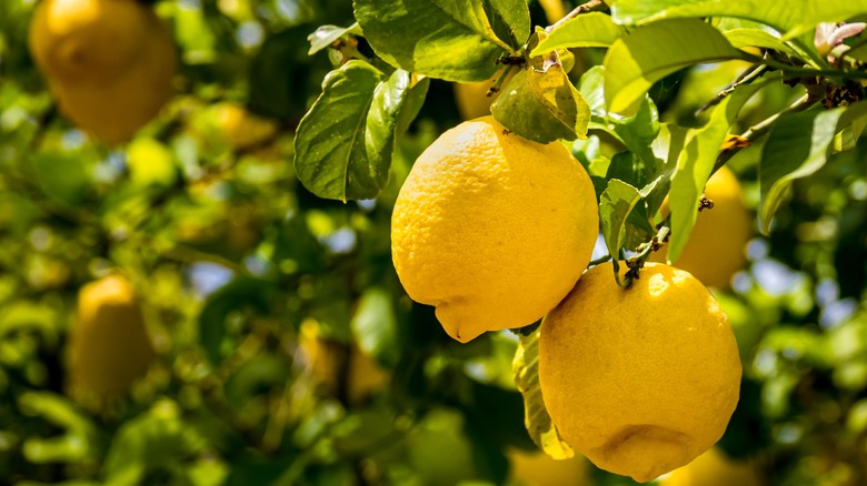 lemons on a tree