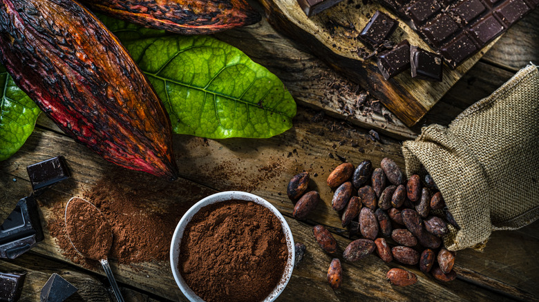 chocolate and cacao pods