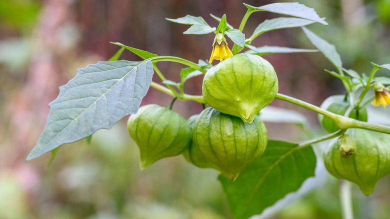 Tomatillos on the vine