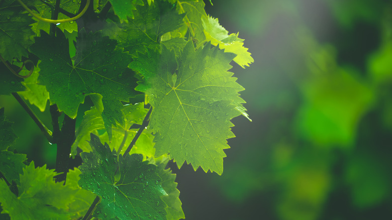 grape vines leaves 