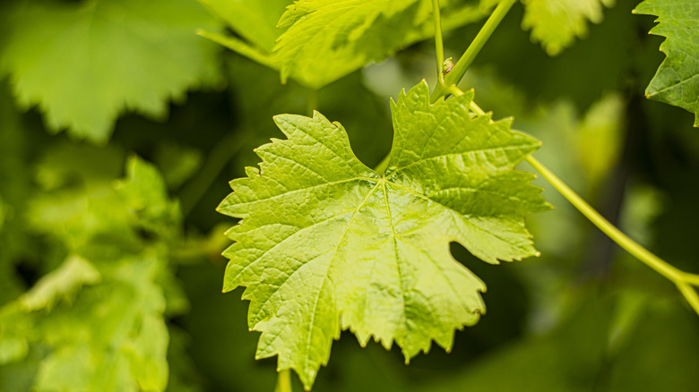 grape leaves vine 