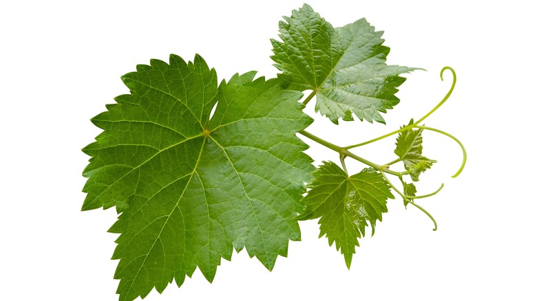 grape leaves white background 