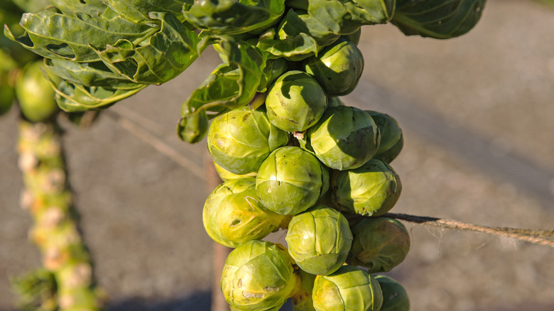 Brussels sprouts on stalk