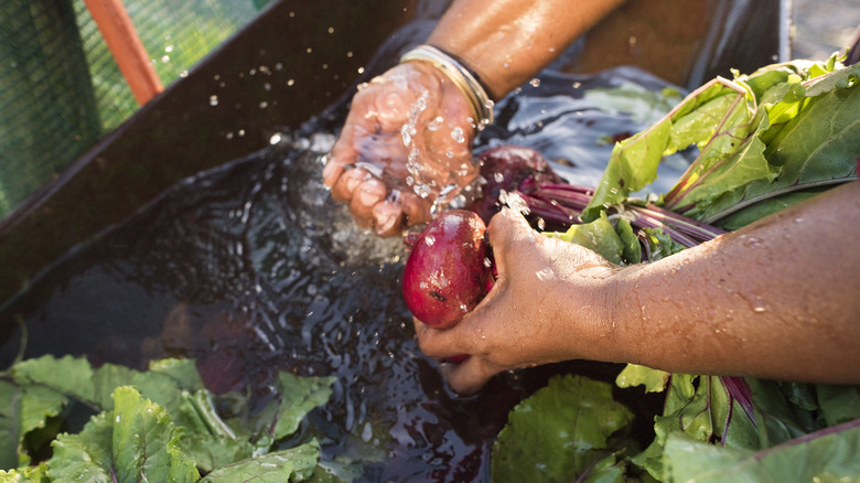 Woman washing fresh beets