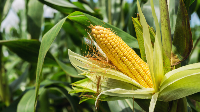 Fresh stalk of corn 