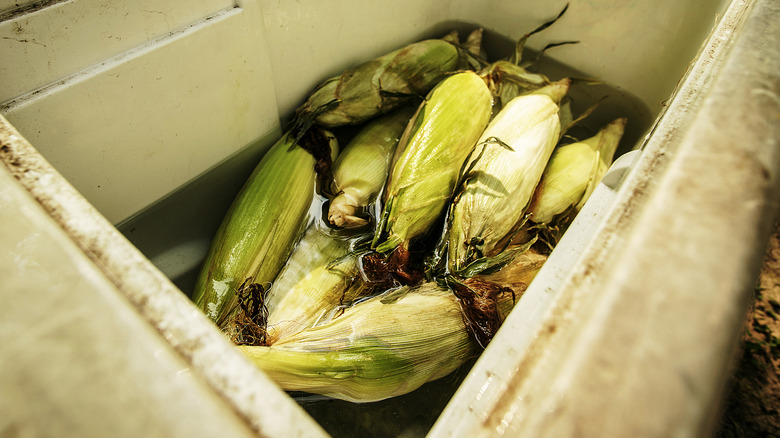 Corn on cob soaking 