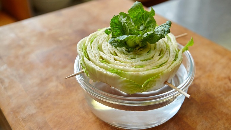 regrowing cabbage from scraps