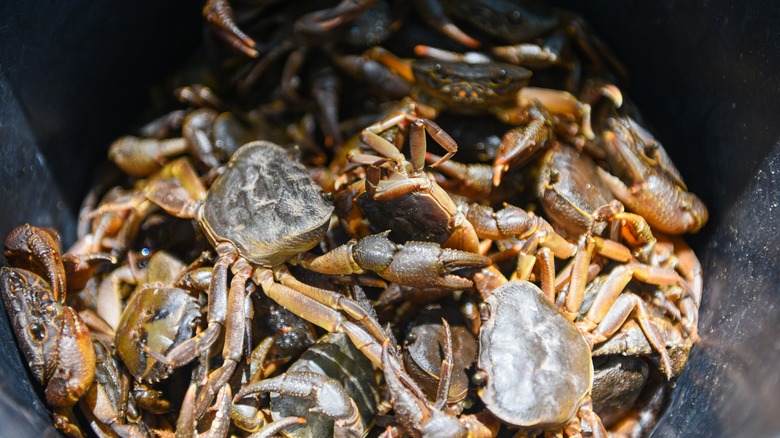 Live freshwater crabs