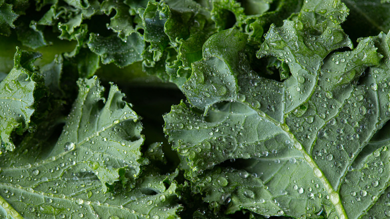 Kale with water droplets