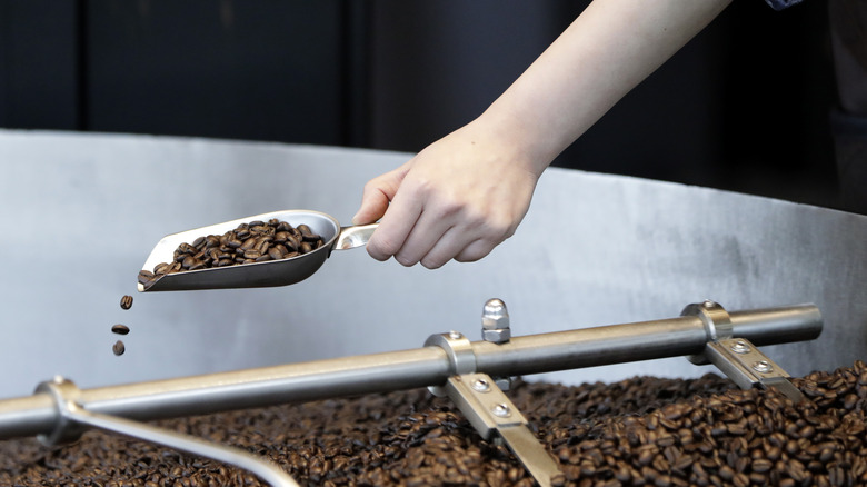 scooping coffee beans
