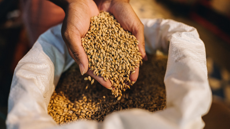 Hands lifting barley kernels from plastic sack