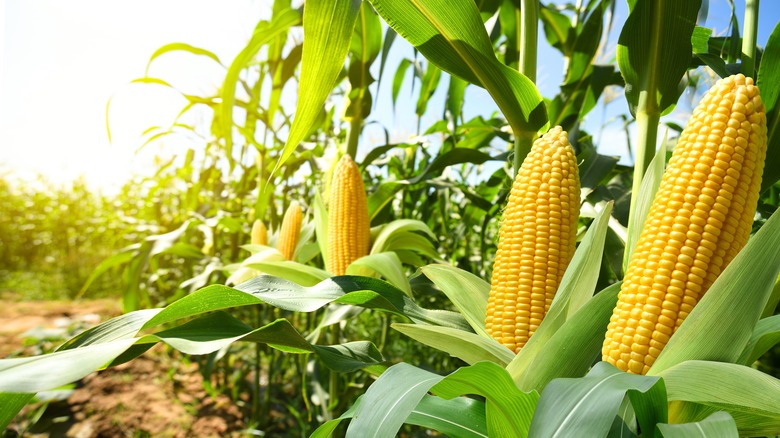 Ears of corn growing in a field