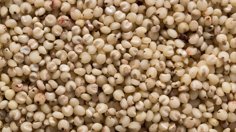 Close-up of multiple sorghum grains