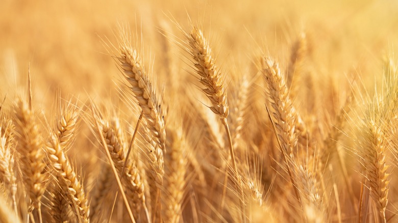 Close-up of golden wheat stalks growing in a field