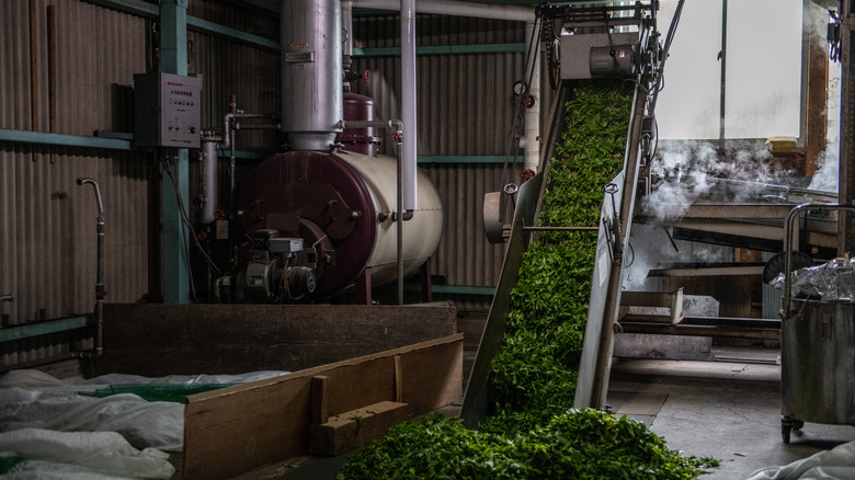 shincha being processed