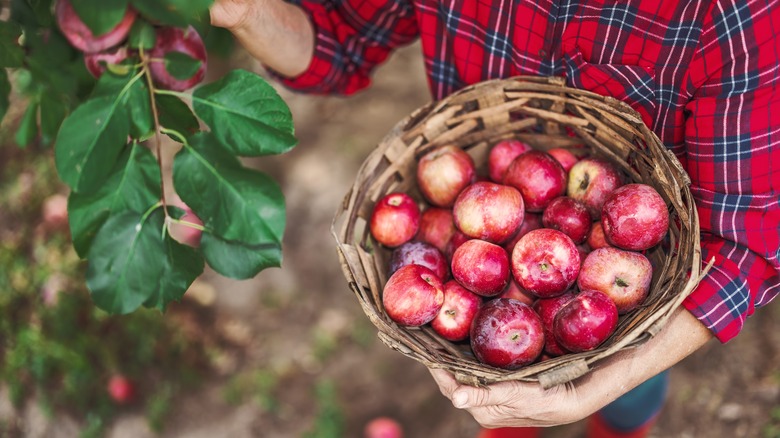 Fresh picked apples in basket