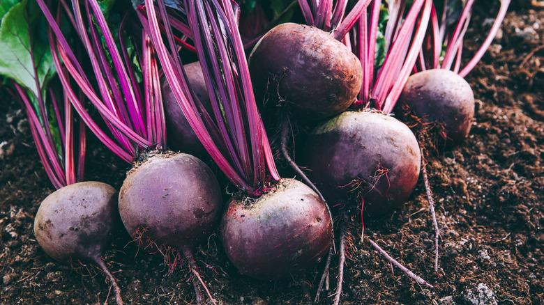 Beets in soil