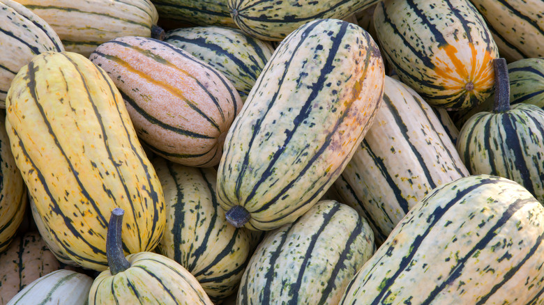 delicata squash