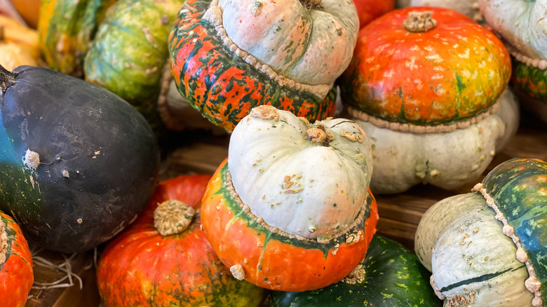 multicolor turban squash